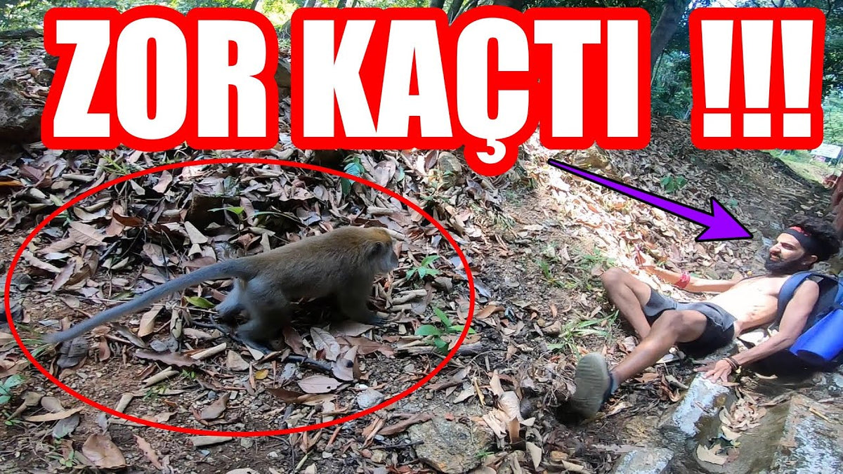 Langkawi’de maymunlar tarafından saldırıya uğradığımız anlardan bir kare.