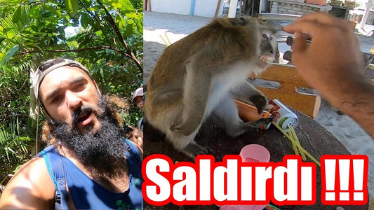 Penang Adası'ndaki Monkey Beach'te maymunlar arasında tehlikeli bir macera.